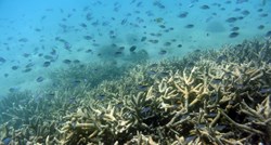Veliki koraljni greben pogođen četvrtim valom izbjeljivanja