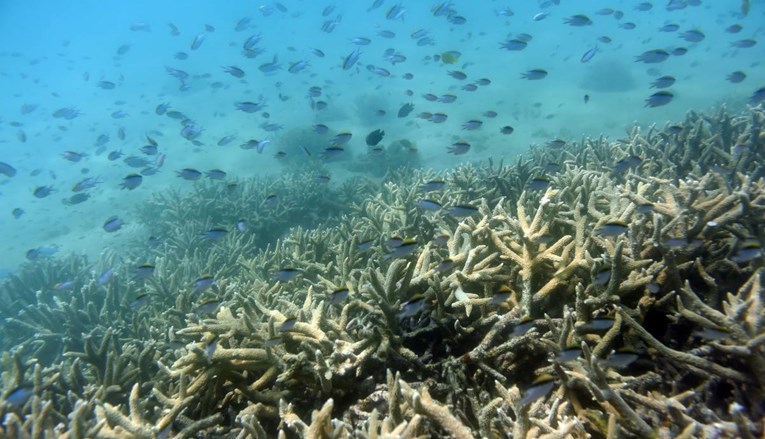 Veliki koraljni greben pogođen četvrtim valom izbjeljivanja