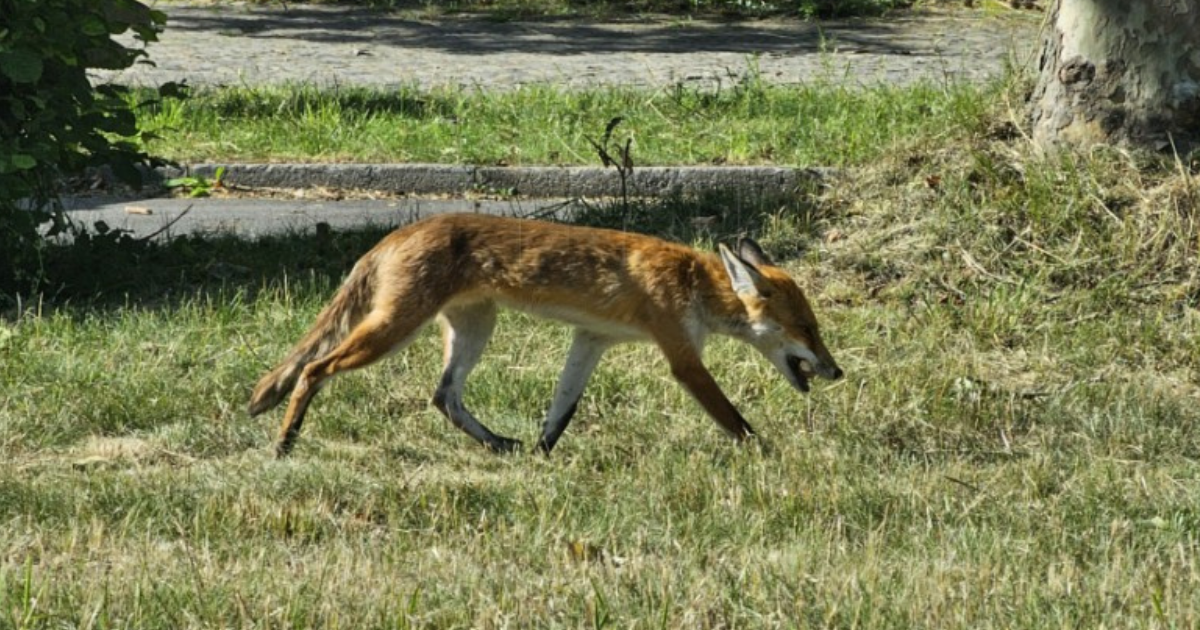 "I ona bi na utakmicu": Lisica šetala u blizini Olimpijskog stadiona u Berlinu