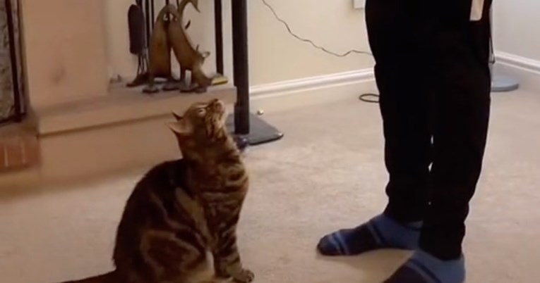 Ova mačka dokazuje da mace mogu izvoditi trikove jednako dobro kao i psi