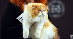 Perzijski mačak Ante iz Splita je pobjednik svjetske izložbe mačaka
