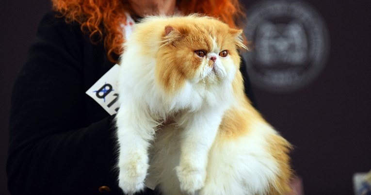 Perzijski mačak Ante iz Splita je pobjednik svjetske izložbe mačaka