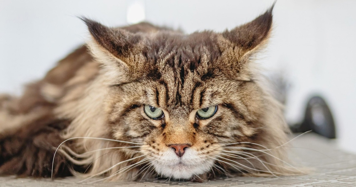 Najčešći zdravstveni problem koji muči Maine coon mačke