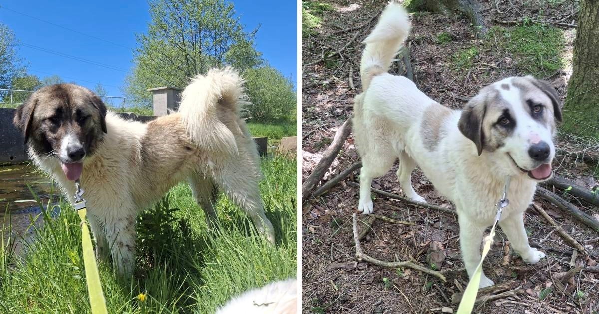 Dvije sestre, dva karaktera, jedna želja: mješanke tornjaka Koda i Pika traže dom