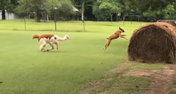 Luda alpaka obožava napadati svog sustanara psa, evo kako to izgleda