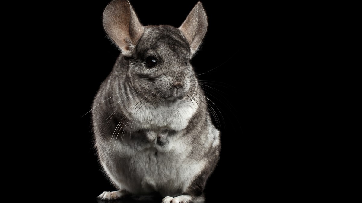 VIDEO Činčila je jedna od najdivnijih životinjica, doznajte zašto