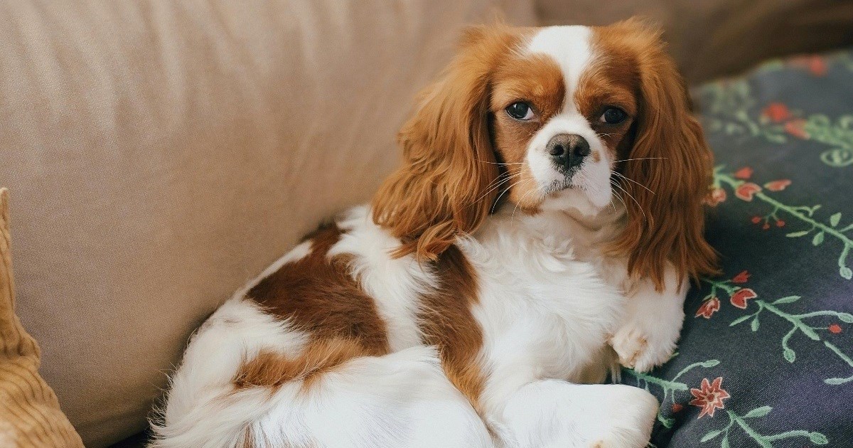 Tri pasmine koje se lako prilagođavaju životu u stanu bez dvorišta