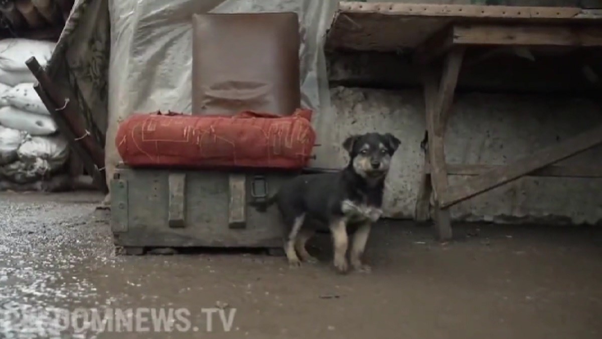 Neustrašivi psić Rambo bori se na prvoj liniji obrane Ukrajine