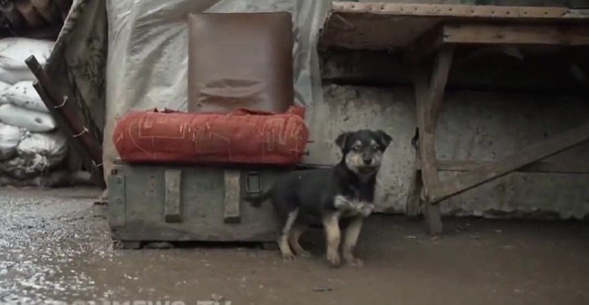 Neustrašivi psić Rambo bori se na prvoj liniji obrane Ukrajine