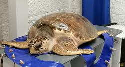 U pulskom akvatoriju spašena glavata želva Roza