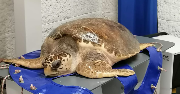 U pulskom akvatoriju spašena glavata želva Roza