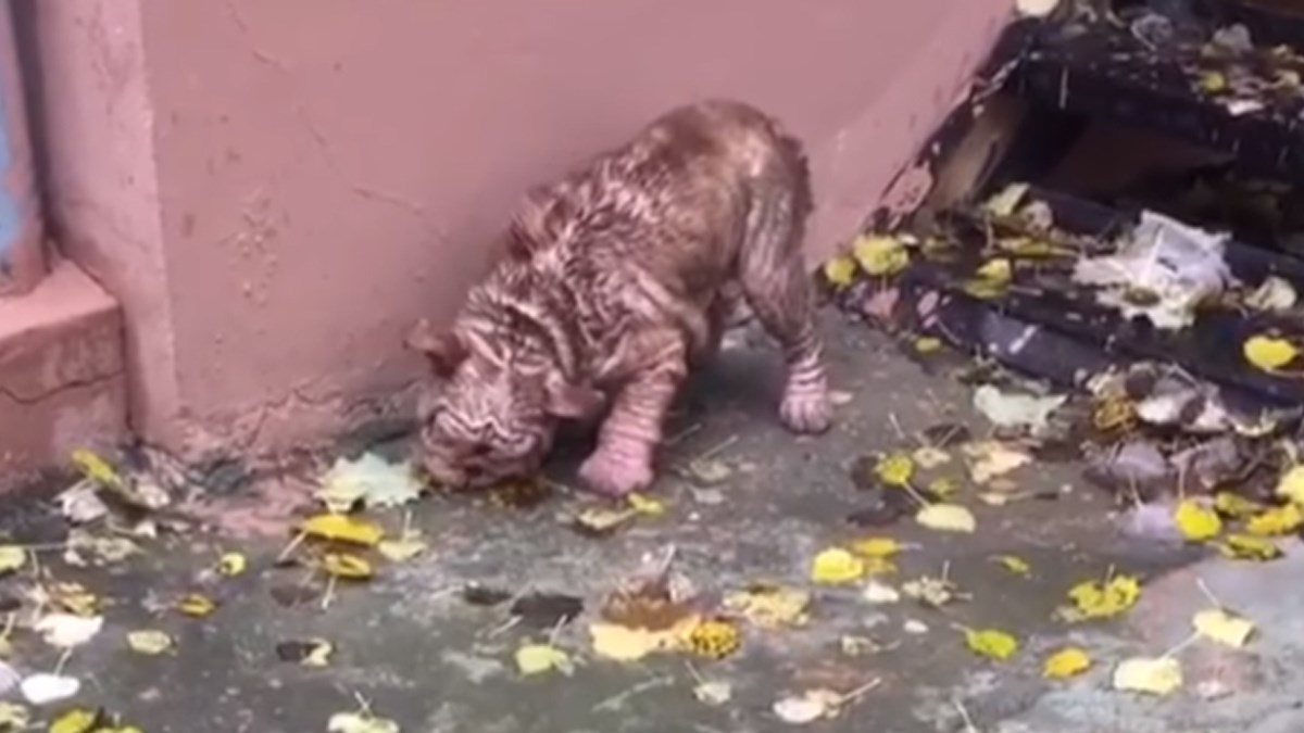 Napušteni buldog jeo lišće kako bi preživio. Pronašli su ga i spasili