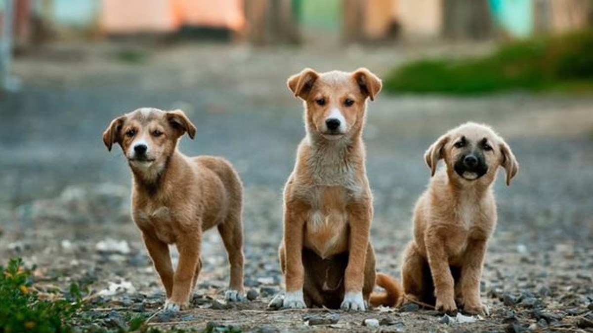 Hrvatska veterinarka o koronavirusu: Evo što se događa s ljubimcima u Kini