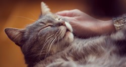 Doznajte zašto mačke naglo mijenjaju raspoloženja
