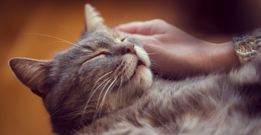 Doznajte zašto mačke naglo mijenjaju raspoloženja