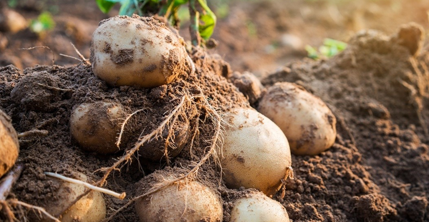 Tri mladića s polja u Međimurju ukrala pola tone krumpira