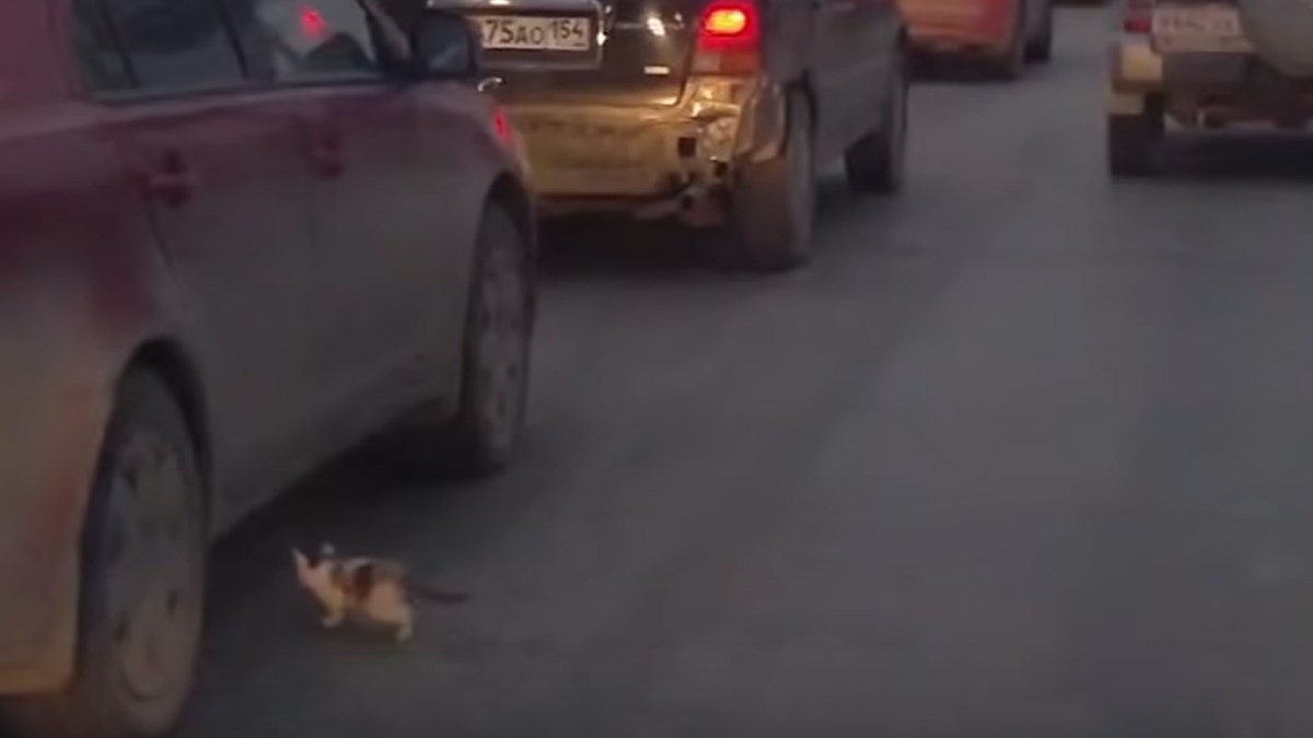 Pogledajte kako je u zadnji trenutak macu spasio od  smrti