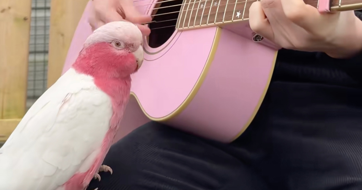 Otpjevao papigama Jolene u čast Dolly Parton, njihova reakcija je preslatka