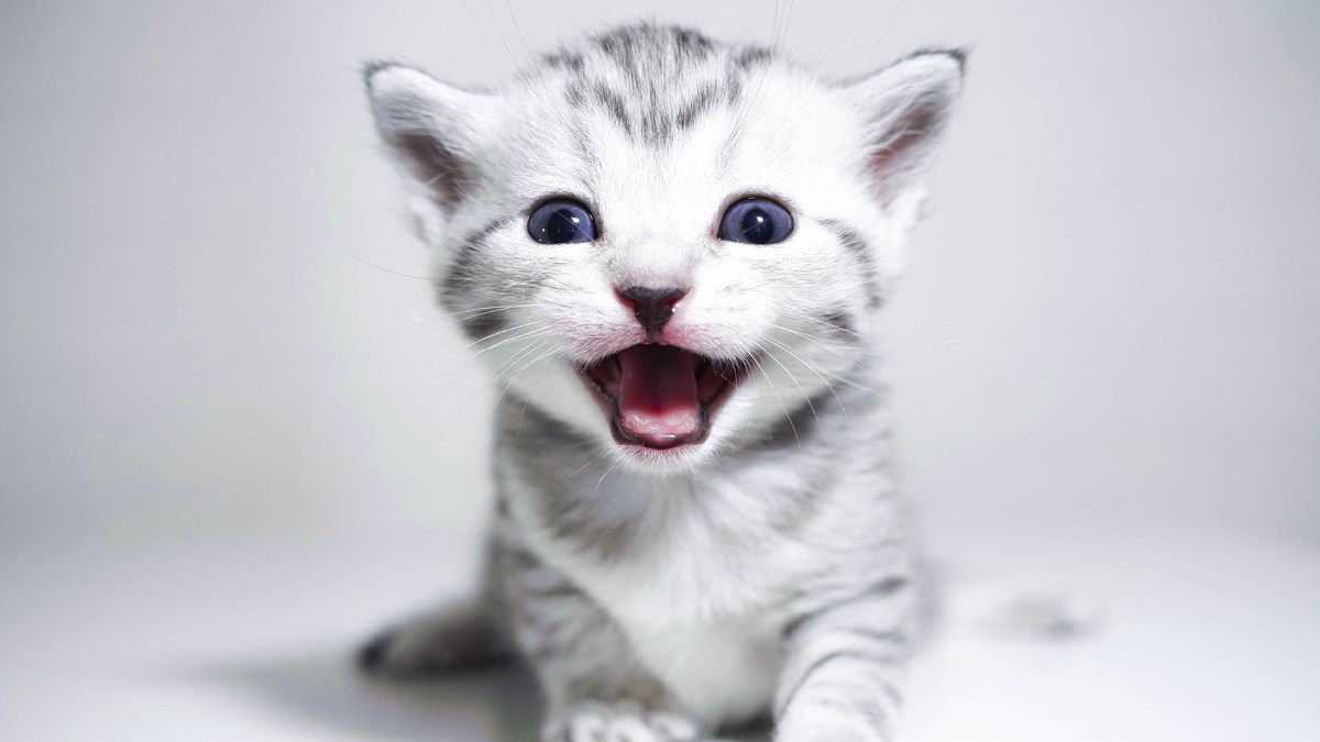 Mačke mogu proizvesti više zvukova nego što mislimo, poslušajte ove pričalice