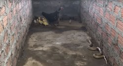 Viralna snimka: Pogledajte kako hrabra kokoš brani svoje piliće od kraljevske kobre