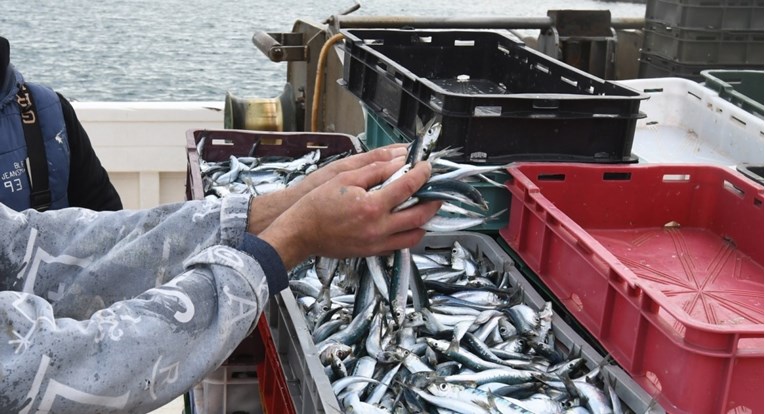 Europski parlament: Ribari i dalje vraćaju neželjeni ulov u more, to treba zaustaviti
