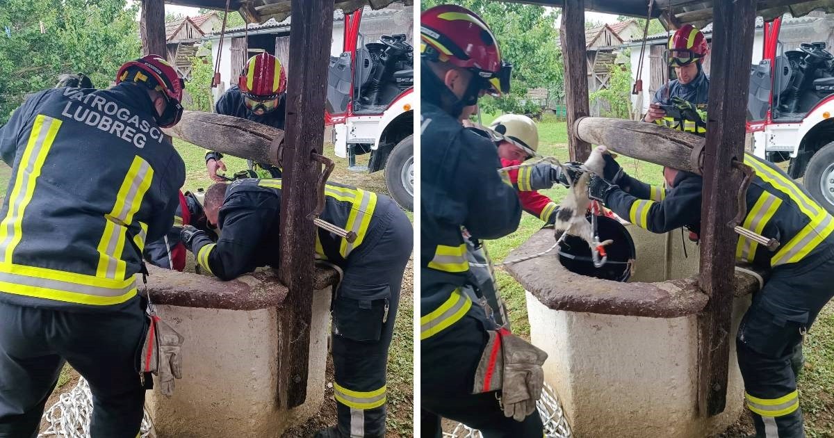 Mačak upao u bunar, vatrogasci ga spašavali sat vremena