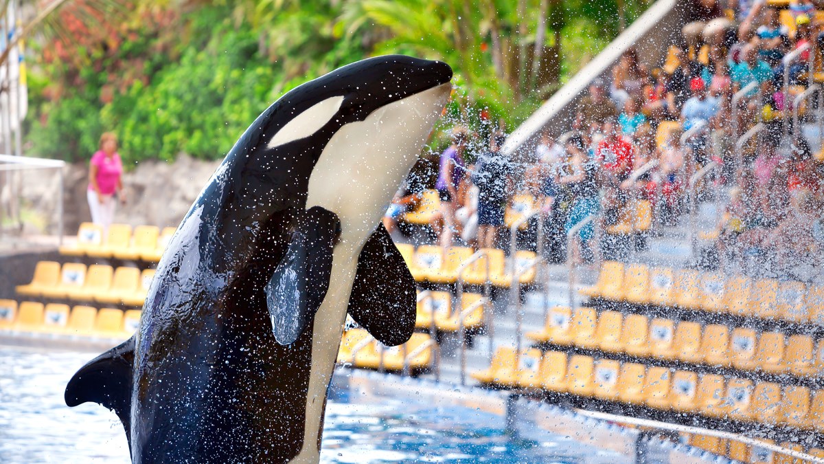 VIDEO 50 godina je živjela u bazenu. Sada je dobila priliku za slobodu