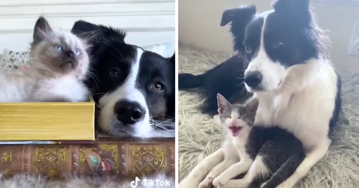 VIDEO Kujica Phoebe obožava mačiće. Pogledajte kako se brine za njih