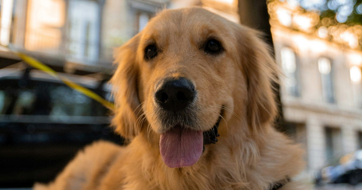 Veterinari upozoravaju: Ovo je najčešći zdravstveni problem zlatnih retrivera