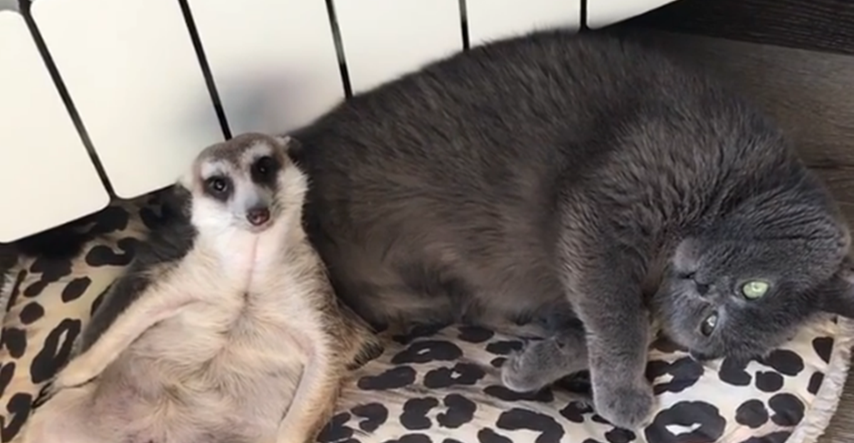 Prijateljstvo merkata i mačke hit je na internetu: "Ovo je nešto najslađe"