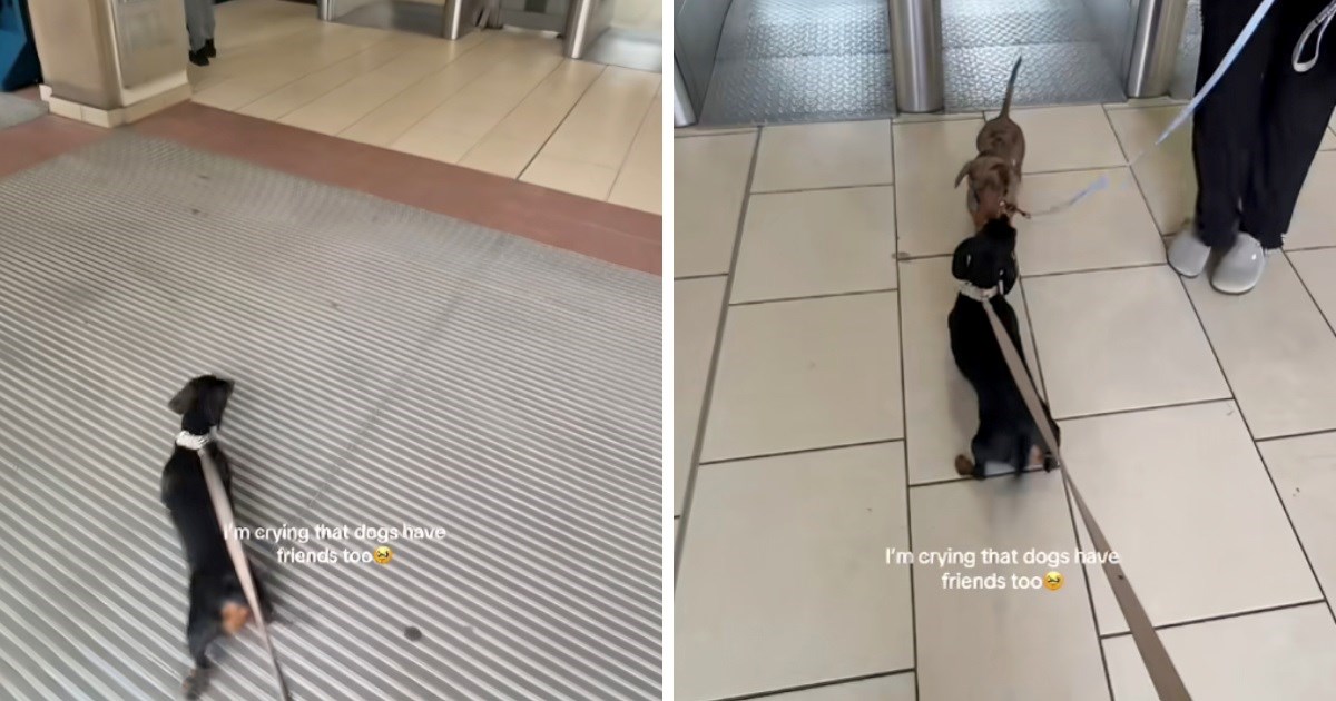 Reakcija jazavčarke na susret s prijateljicom izmamit će vam osmijeh na lice