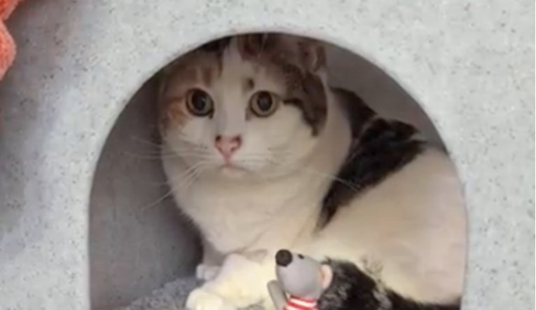 Ova mačka je pronađena pred vratima stranca s tanjurom čipsa. Konačno je pronašla dom
