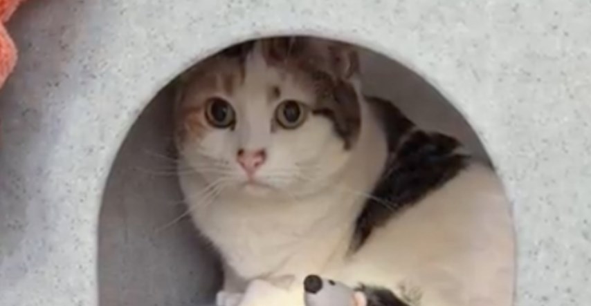 Ova mačka je pronađena pred vratima stranca s tanjurom čipsa. Konačno je pronašla dom