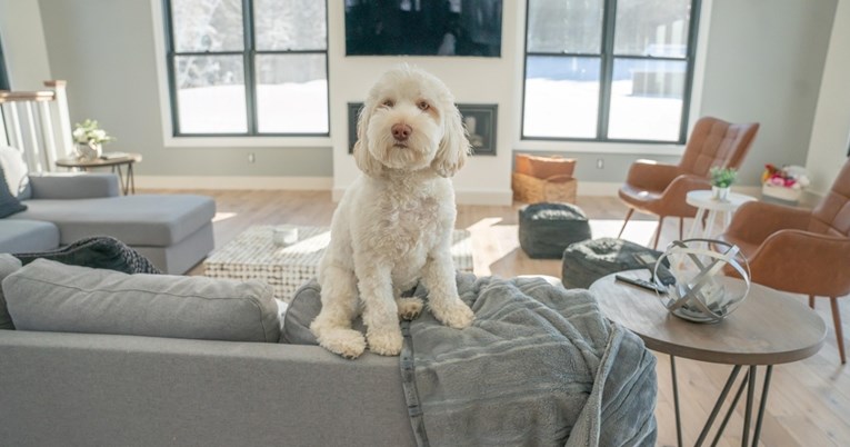 Koliko dugo možete ostaviti mačku ili psa same kod kuće?