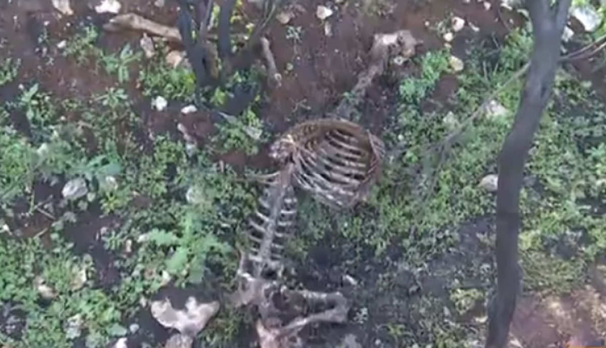 Netko u Istri kolje ovce i organe ostavlja na stablima. Ovo je priča
