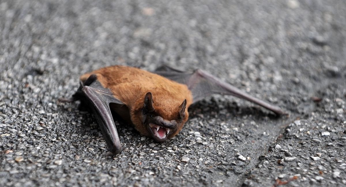 Veterinarski institut: U Hrvatskoj korona nije prešla na divlje životinje