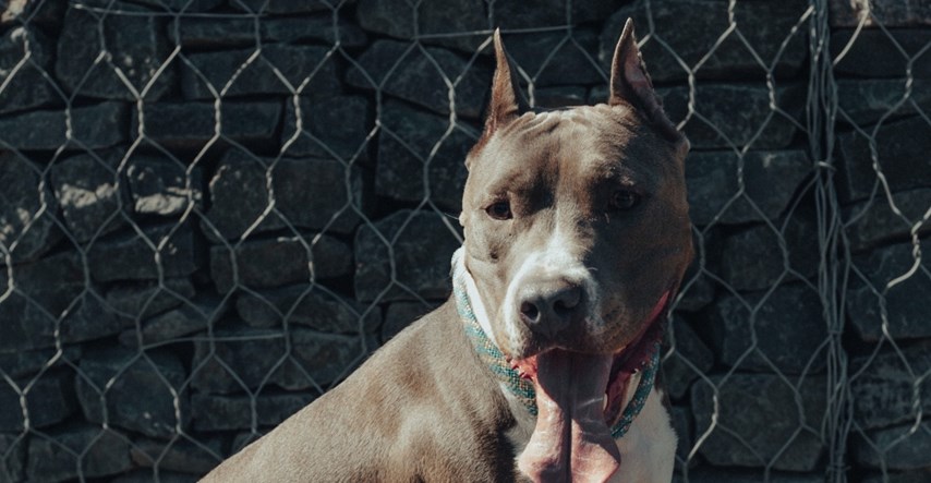 Vlasnik odlučio testirati psa pa doznao da ima najgoreg čuvara na svijetu