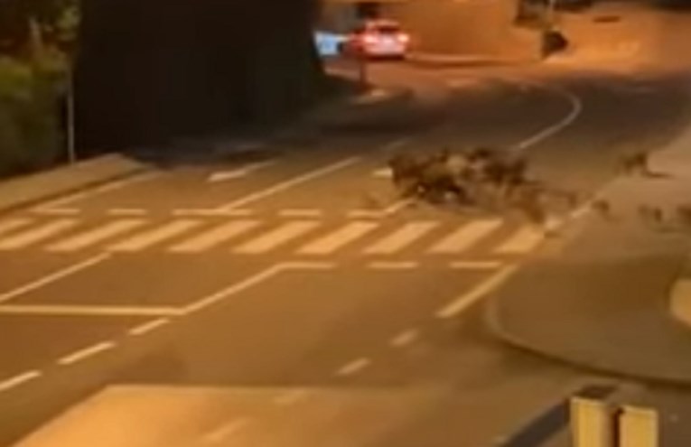 VIDEO Krdo divljih svinja na ulicama kod Opatije