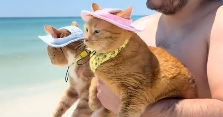 Mačke su prvi put posjetile plažu, njihova reakcija rastopila je mnoge