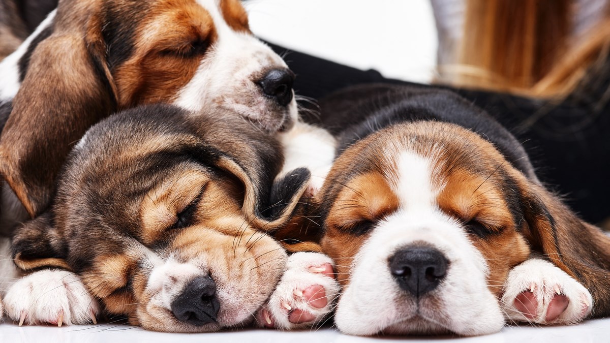 Tražite psa za stan? S ovom pasminom nećete pogriješiti