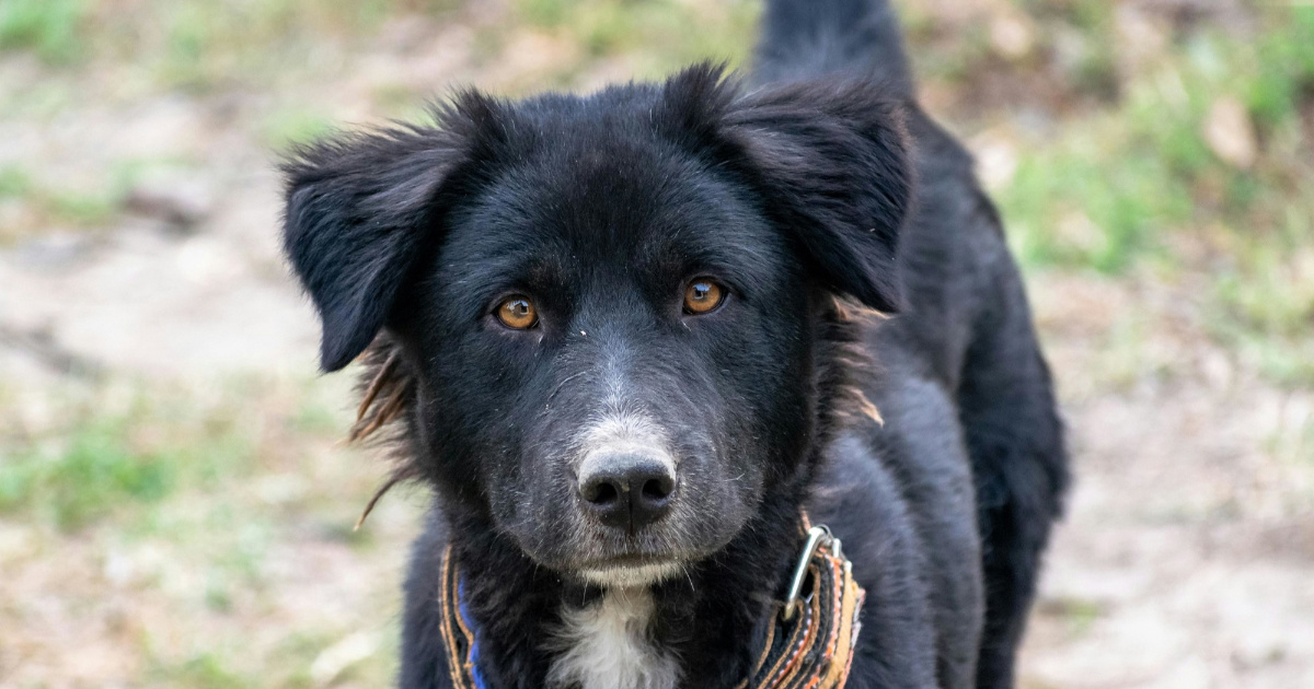 Što napraviti ako pas pojede nešto s ulice?