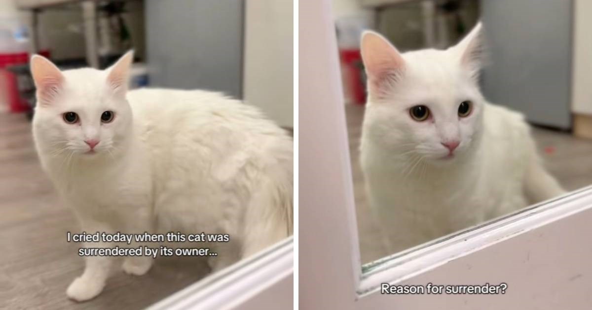 Vlasnica ostavila mačka u azilu, razlog je šokirao internet