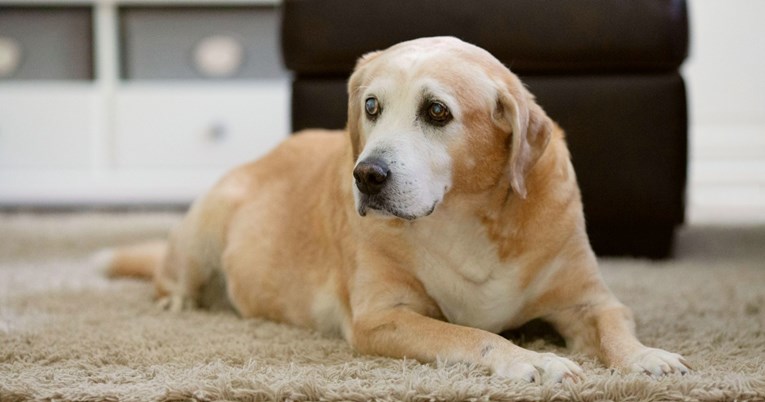 Najčešći uzroci napadaja kod starijih pasa