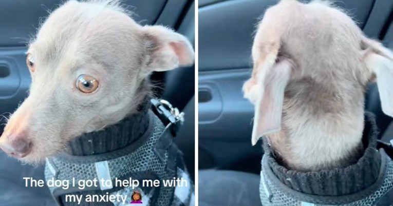 Žena nabavila psa za emocionalnu podršku, nije očekivala da će i on biti anksiozan