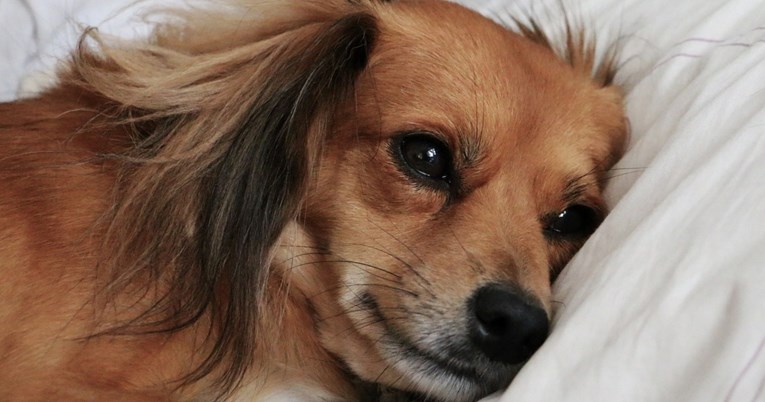 Evo kako prepoznati znakove depresije kod pasa