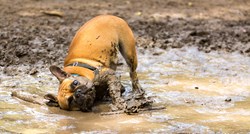Znate li zašto se psi valjaju u blatu i drugim neugodnim mirisima?