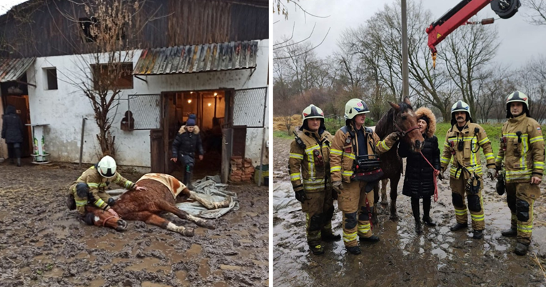 Kobila nije mogla ustati, karlovački vatrogasci udružili se da joj pomognu