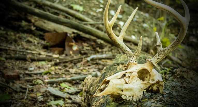 Liječnici strahuju da je bolest "zombi jelena" prešla na ljude. U SAD-u umrli lovci 