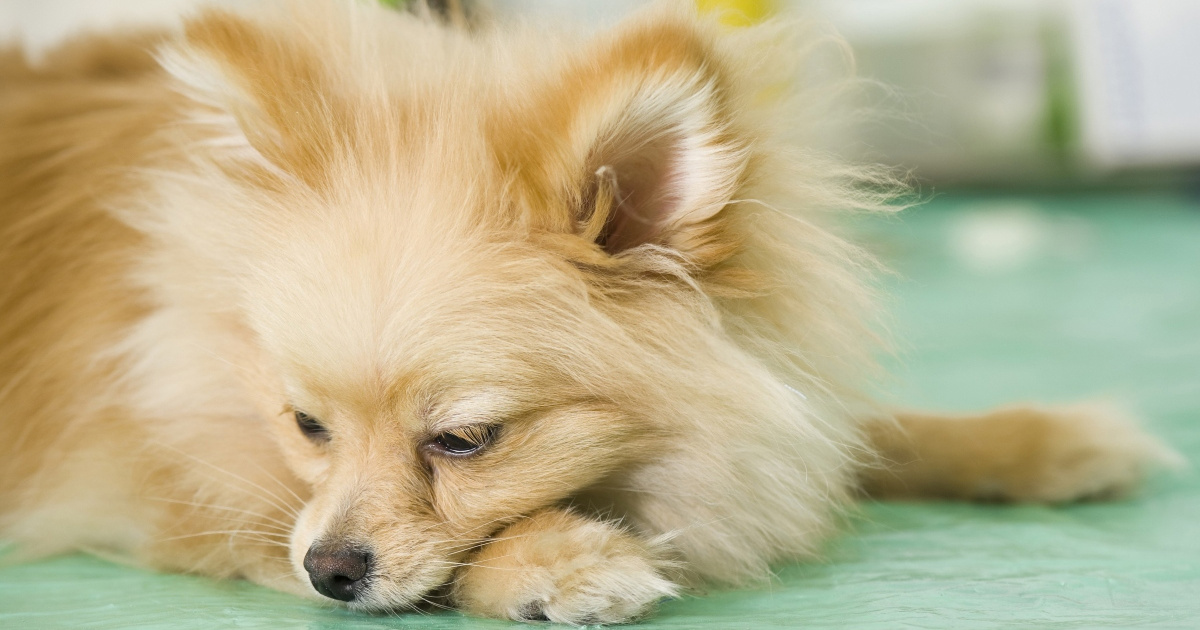 Suptilni znakovi boli kod pasa koje ne smijete zanemariti