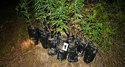 Kod Varaždina otkrivena plantaža s više od sedam kila marihuane